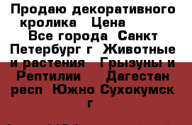 Продаю декоративного кролика › Цена ­ 500 - Все города, Санкт-Петербург г. Животные и растения » Грызуны и Рептилии   . Дагестан респ.,Южно-Сухокумск г.